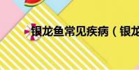 銀龍魚常見疾病(銀龍魚常見病)