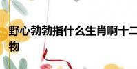 野心勃勃指什么生肖啊十二生肖里面是什么動物