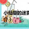 小仙草的迷霧森林（關于小仙草的迷霧森林簡介）