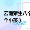 云南豬生八個小孩圖片養活沒有（云南豬生八個小孩）