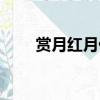 賞月紅月什么角色厲害（賞月紅月）