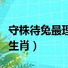 守株待兔最理智是什么生肖（守株待兔是什么生肖）