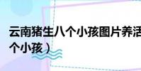 云南豬生八個小孩圖片養活沒有(云南豬生八個小孩)