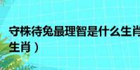 守株待兔最理智是什么生肖(守株待兔是什么生肖)