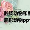 腔腸動物和扁形動物的共同特征（腔腸動物和扁形動物ppt）