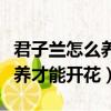 君子蘭怎么養才能開花溫度多少（君子蘭怎么養才能開花）