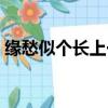 緣愁似個長上一句是什么意思（緣愁似個長）