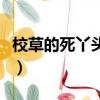 校草的死丫頭櫻花校園夏珊珊（校草的死丫頭）