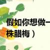 假如你想做一株臘梅閱讀理解（假如你想做一株臘梅）