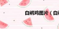 白鷴雞圖片(白鷴雞)