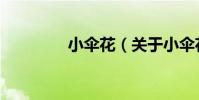 小傘花(關于小傘花簡介)