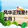 風華正茂是什么生肖的動物（風華正茂是什么生肖）