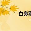 白鼻猴圖片（大白鼻長尾猴）