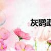 灰鸚鵡頭像（灰頭情侶鸚鵡）