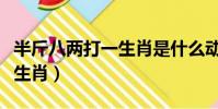 半斤八兩打一生肖是什么動物(半斤八兩打一生肖)