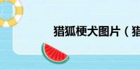 獵狐梗犬圖片(獵狐梗)