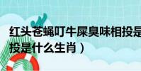 紅頭蒼蠅叮牛屎臭味相投是什么生肖(臭味相投是什么生肖)