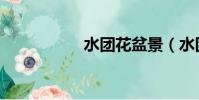 水團花盆景(水團花)