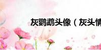 灰鸚鵡頭像(灰頭情侶鸚鵡)