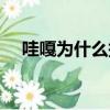 哇嘎為什么搜索不了（哇嘎搜索沒反應）