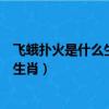 飛蛾撲火是什么生肖百度找最最準確一肖（飛蛾撲火是什么生肖）