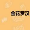 金花羅漢魚多大起頭（金花羅漢魚）