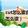 cut怎么讀音發音英語怎么讀動畫視頻（cut怎么讀）