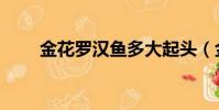 金花羅漢魚多大起頭(金花羅漢魚)