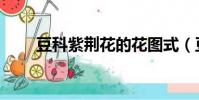 豆科紫荊花的花圖式(豆科紫荊花)
