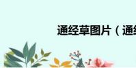 通經草圖片(通經草)