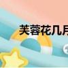 芙蓉花幾月開花的花（芙蓉花幾月開）