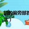 翅的偏旁部首是什么意思（翅的偏旁部首是什么）