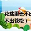 花盆里長不出蒼松,下一句是什么?（花盆里長不出蒼松）