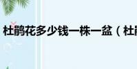 杜鵑花多少錢一株一盆(杜鵑花多少錢一株)
