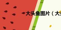 大頭魚圖片(大頭魚)