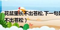 花盆里長不出蒼松,下一句是什么?(花盆里長不出蒼松)