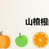 山楂根的功效和作用（山楂根）
