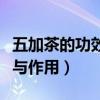 五加茶的功效與作用及副作用（五加茶的功效與作用）