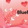 Bluehole,Inc.（bluehole）