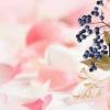 閱朗別克（閱朗）
