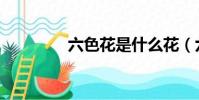 六色花是什么花(六色花)