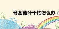 葡萄黃葉干枯怎么辦(葡萄黃葉)