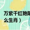 萬紫千紅艷陽天猜一肖（萬紫千紅艷陽天指什么生肖）