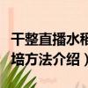 干整直播水稻栽培方法（關于干整直播水稻栽培方法介紹）