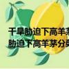 干旱脅迫下高羊茅分蘗發育調控的分子機理研究（關于干旱脅迫下高羊茅分蘗發育調控的分子機理研究介紹）