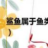 鯊魚屬于魚類嗎為什么魷魚（鯊魚屬于魚類嗎）