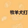 牧羊犬打架排名第幾（牧羊犬打架）