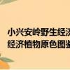小興安嶺野生經濟植物原色圖鑒 上、下（關于小興安嶺野生經濟植物原色圖鑒 上、下簡介）