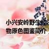 小興安嶺野生經濟植物原色圖鑒（關于小興安嶺野生經濟植物原色圖鑒簡介）