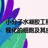 小分子水凝膠工程化的細胞及其應用（關于小分子水凝膠工程化的細胞及其應用簡介）